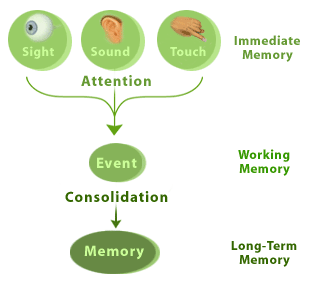 درجات الذاكرة الثلاث، وفاعلية خزن المعلومات كلما استخدم الانسان حواس اكثر في محاولة حفظ الشئ
