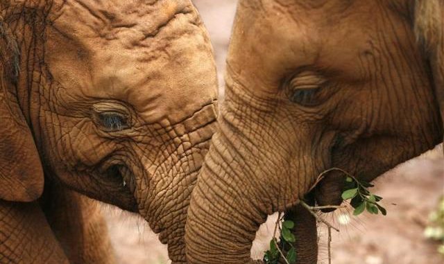 elephants الأخلاقيات بين الحيوانات