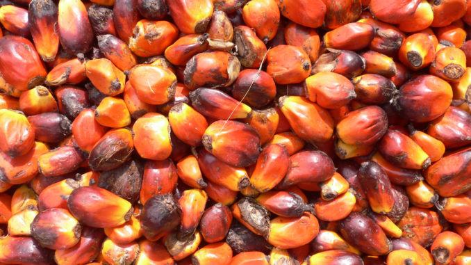 زيت النخيل زيت النخيل