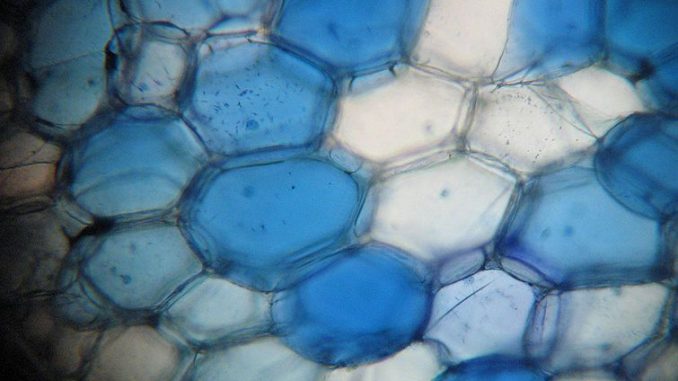 مركزية الحياة biocentrism مركزية الحياة biocentrism