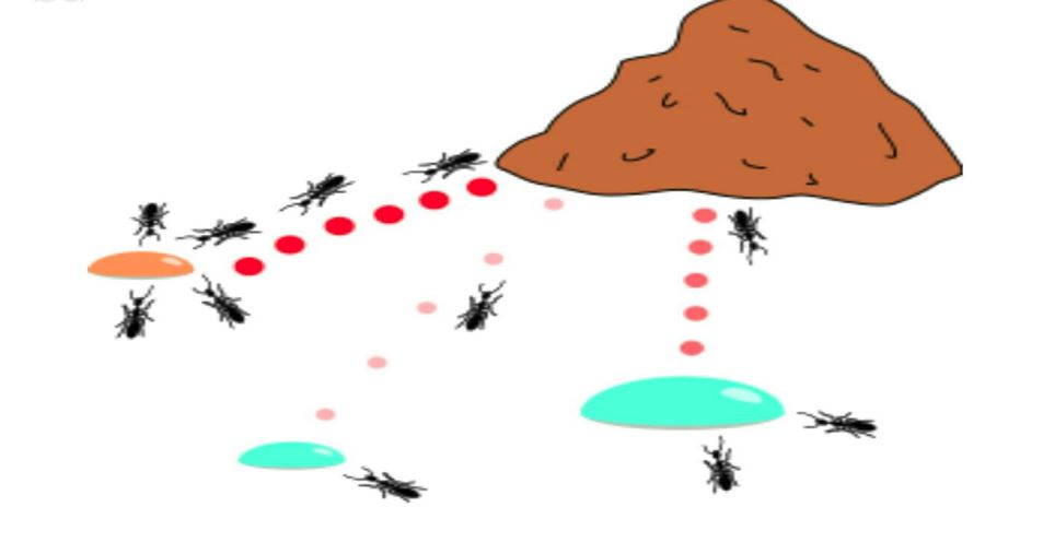 تواصل النمل عبر الفيرمونات