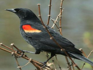 طائر الشحرور