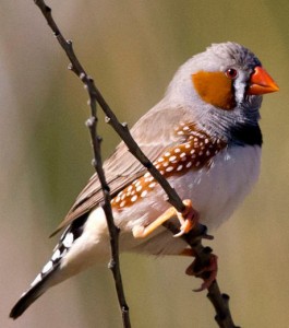 les-diamants-mandarins-males-sont-capables-de-chanter-devant-des-femelles-meme-s-ils-ne-sont-pas-en-bonne-condition-physique_56447_w460