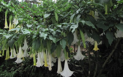 المادة التي يستخدمها اللصوص وتعرف بالسرقة بالتنويم المغناطيسي