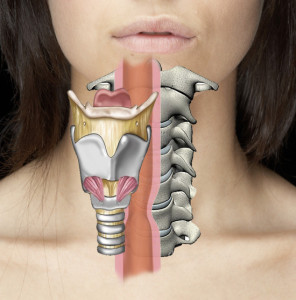 anatomydisplaced