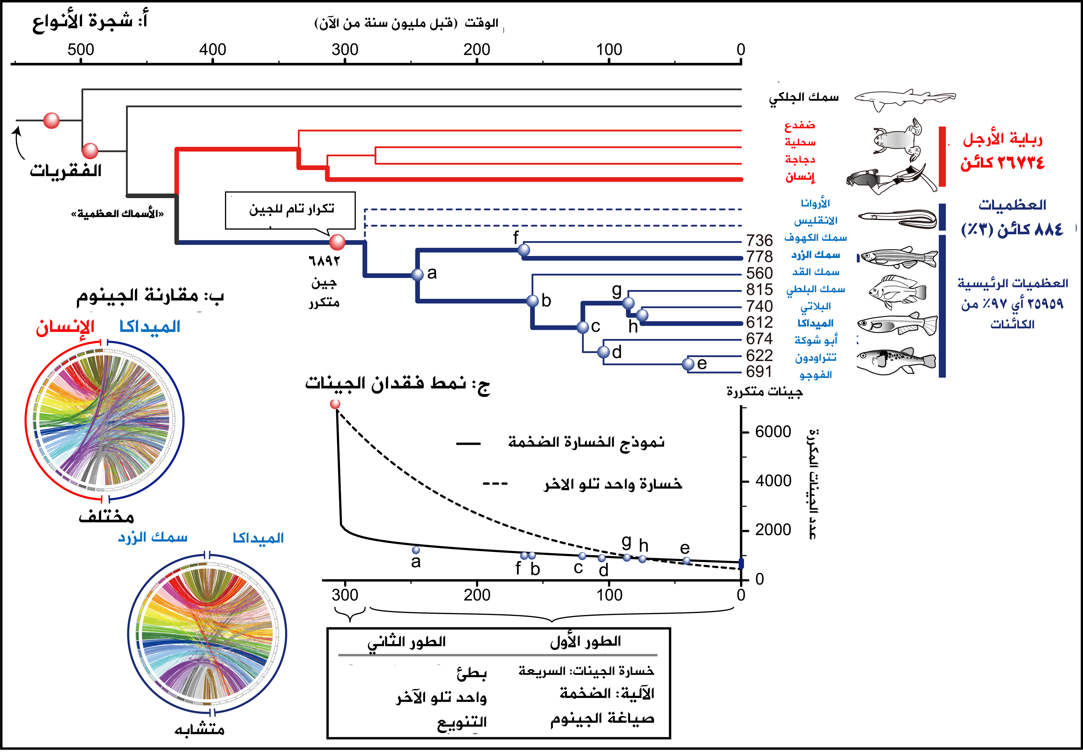 تطور الأسماك العظمية