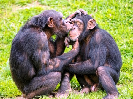 التعاون والعقاب لدى الشمبانزي