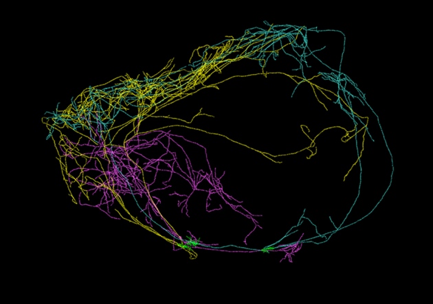 اكتشاف جديد يشير إلى إمكانية ارتباط منطقة العائق في دماغنا بالوعي