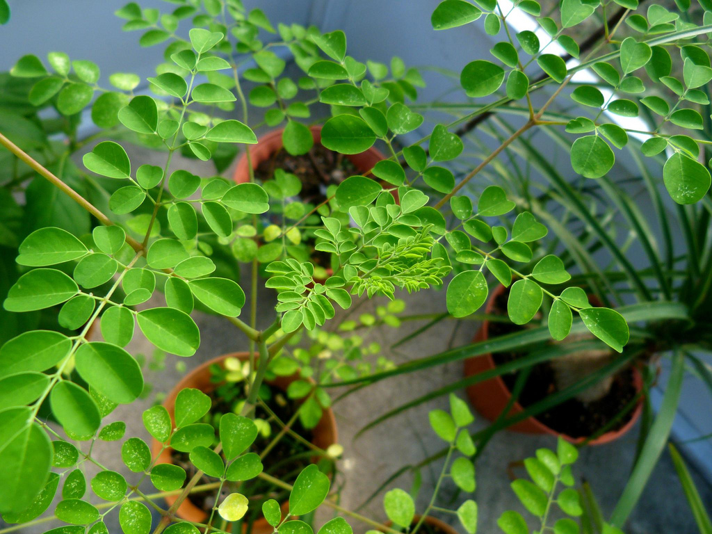 نبات المورينجا