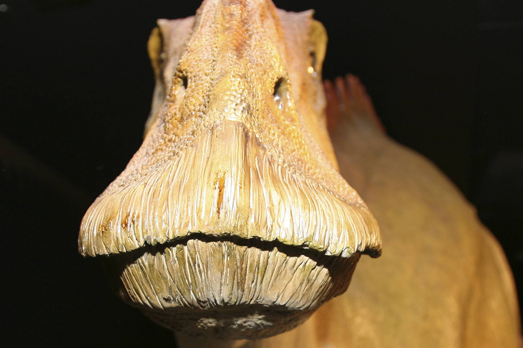 ديناصور منقار البطة