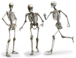 عظام الانسان