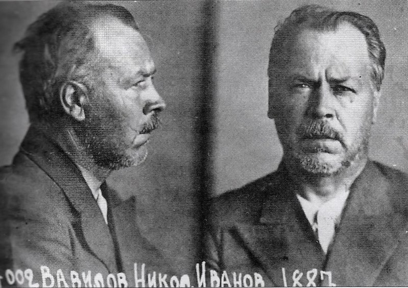 نيقولاي فافيلوف في السجن