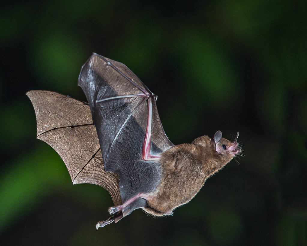 كيف تعيش الخفافيش مع فايروسات مميتة؟