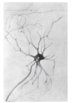 رسم مبكر للخلية العصبية، رسمه عالم التشريح الألماني أوتو ديترز