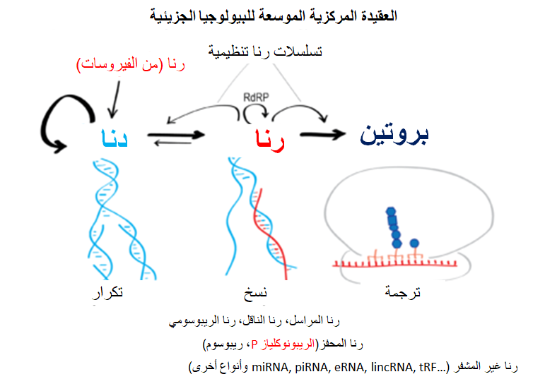 العقيدة المركزية للبيولوجيا الجزيئية
